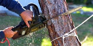 Best Commercial Tree Services  in Percy, IL