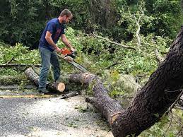 Best Seasonal Cleanup (Spring/Fall)  in Percy, IL