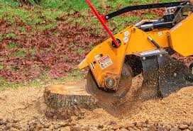 Best Root Management and Removal  in Percy, IL