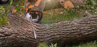 Trusted Percy, IL Tree Care Services Experts