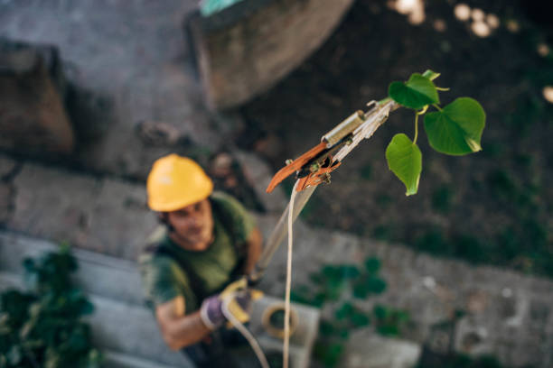 How Our Tree Care Process Works  in  Percy, IL