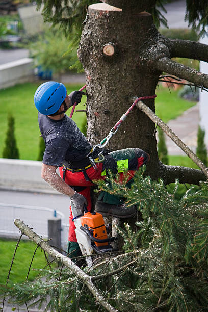 Best Tree Disease Treatment  in Percy, IL