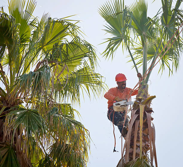 Best Tree Preservation Services  in Percy, IL