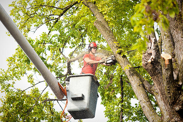 Seasonal Cleanup (Spring/Fall) in Percy, IL